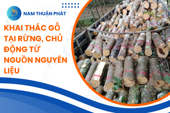 Nam Thuận Phát – Khai Thác Gỗ Cao Su Tại Rừng, Chủ Động Từ Nguồn Nguyên Liệu