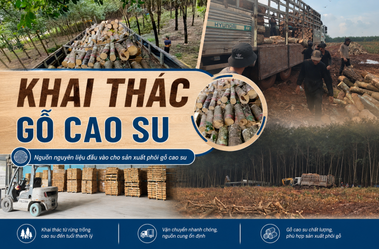 KHAI THÁC GỖ CAO SU TẠI RỪNG