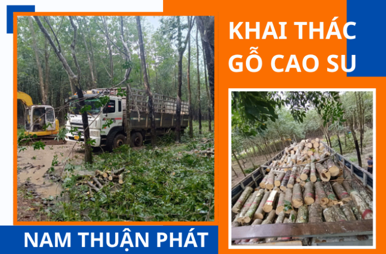 KHAI THÁC GỖ CAO SU TẠI RỪNG