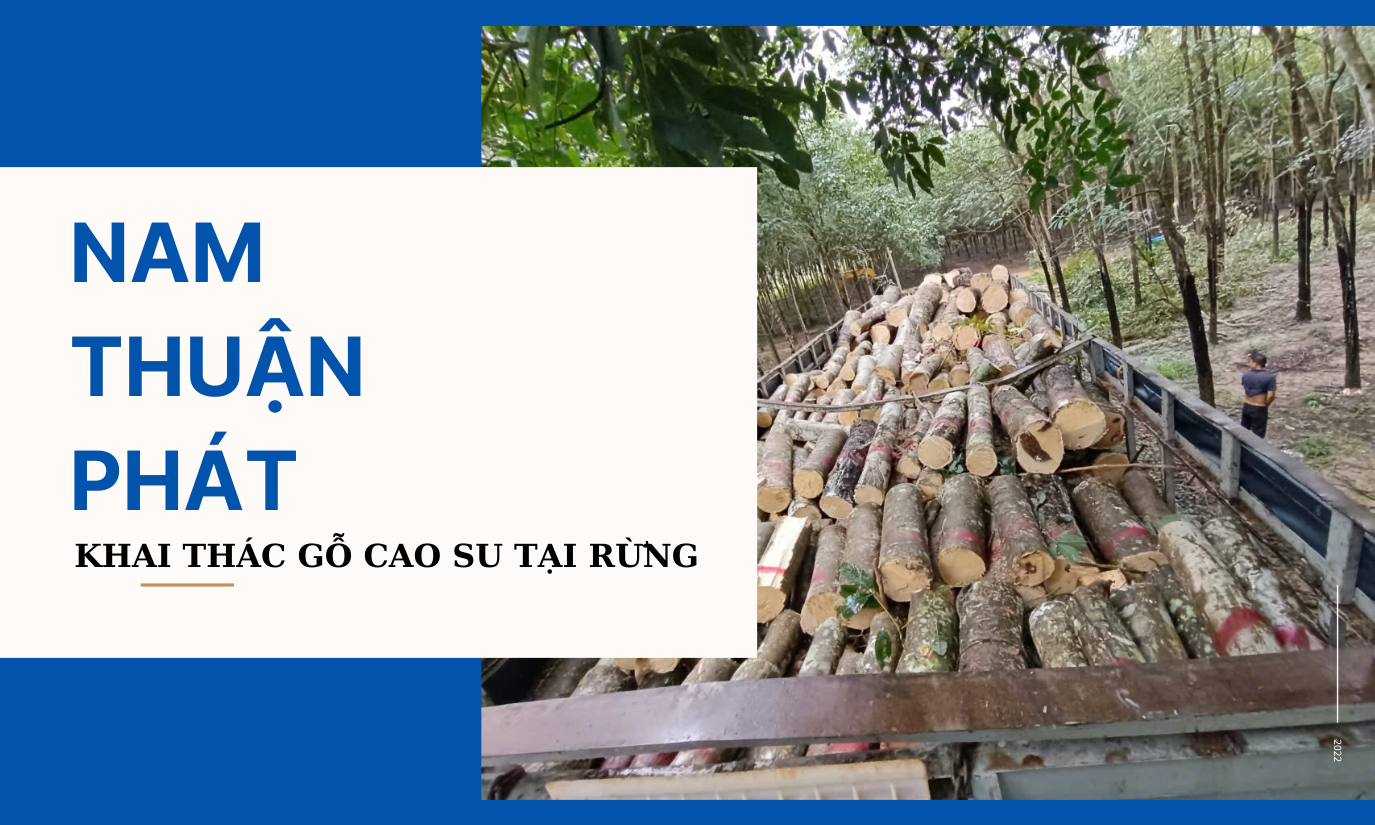 KHAI THÁC GỖ CAO SU