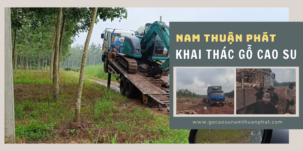 KHAI THÁC GỖ CAO SU
