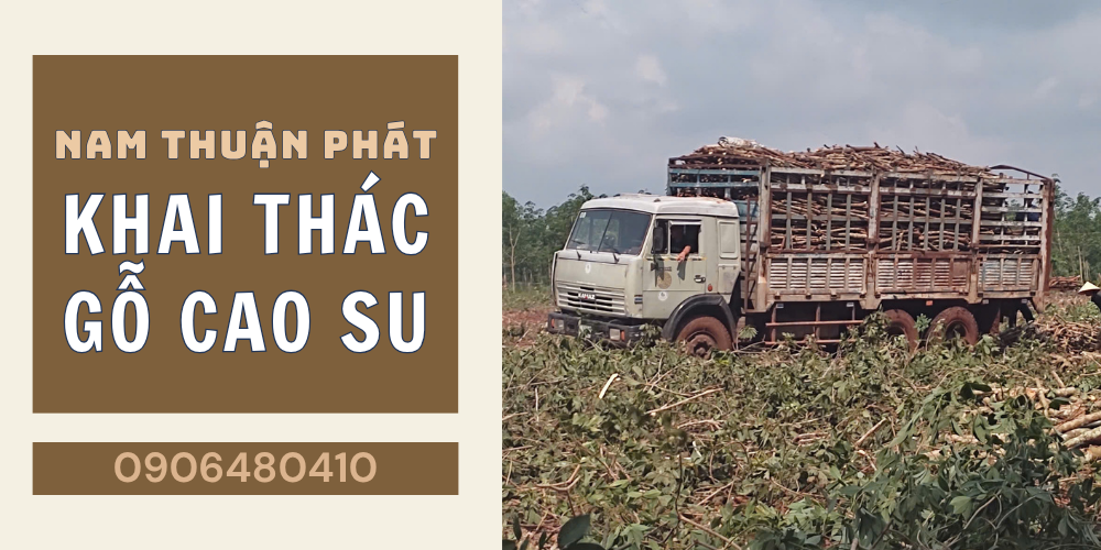 KHAI THÁC GỖ CAO SU