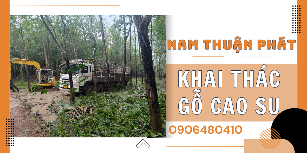 KHAI THÁC GỖ CAO SU